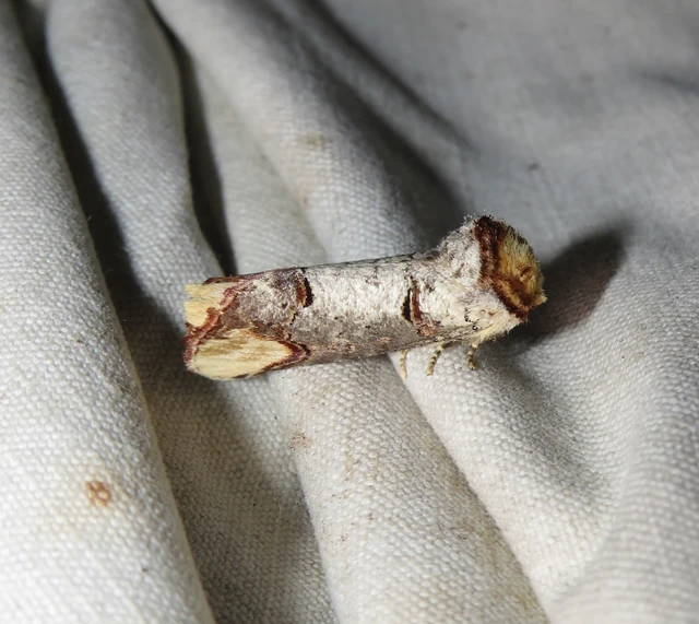 sárgafoltos púposszövő - Phalera bucephala