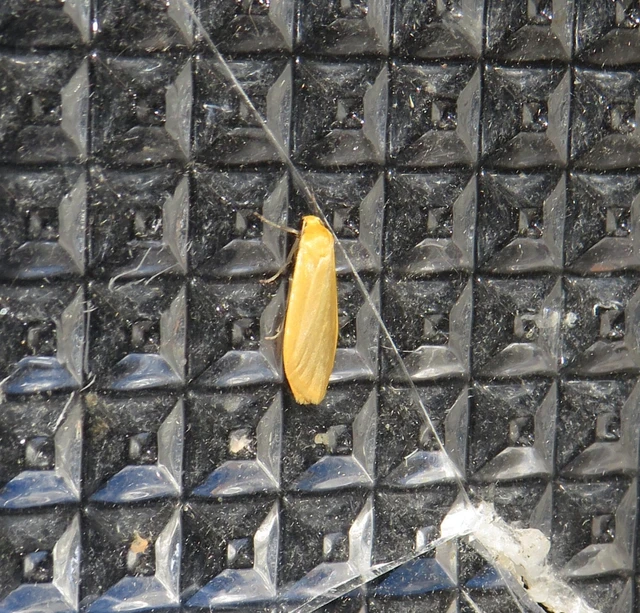 sárga zuzmószövő - Eilema sororcula