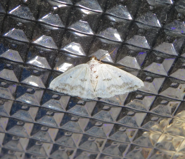 foltos fehéraraszoló - Lomographa temerata