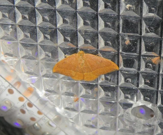 bükkfa-sarlósszövő - Watsonalla cultraria