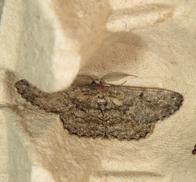 nagy tölgyfaaraszoló - Hypomecis roboraria