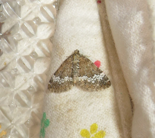 árvacsalán-araszoló - Perizoma alchemillata