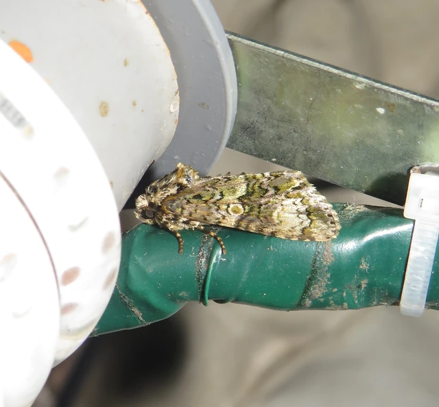 fagyalbagoly - Craniophora ligustri