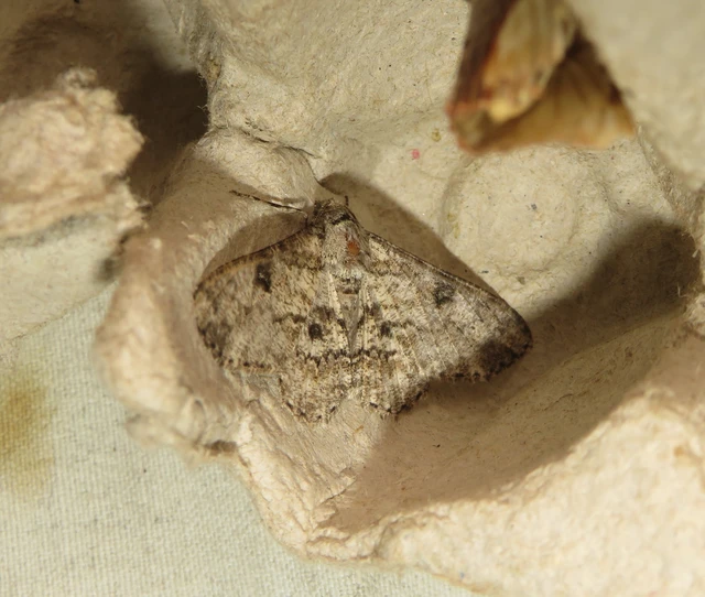 holdas faaraszoló - Ascotis selenaria