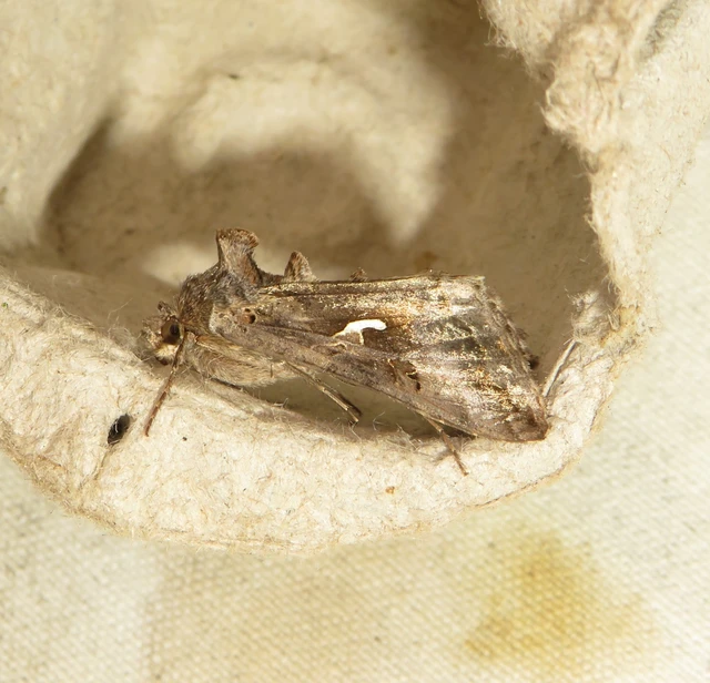 gammalepke - Autographa gamma