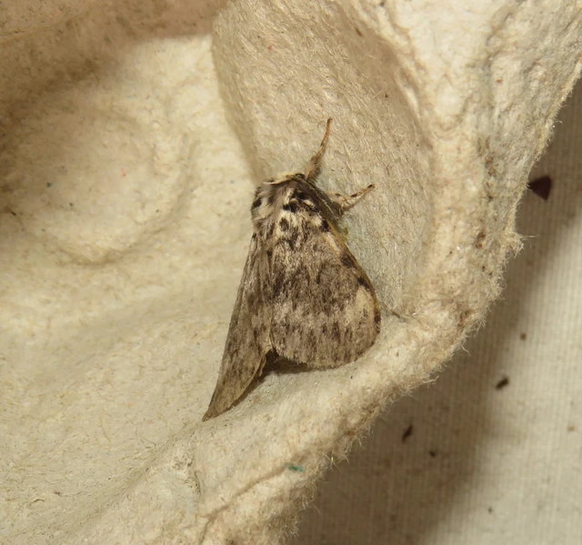 apácalepke - Lymantria monacha