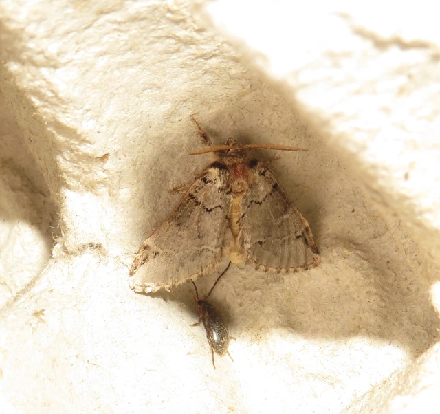 feketefoltos púposszövő - Drymonia obliterata