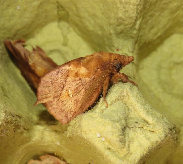 szomjas pohók - Euthrix potatoria