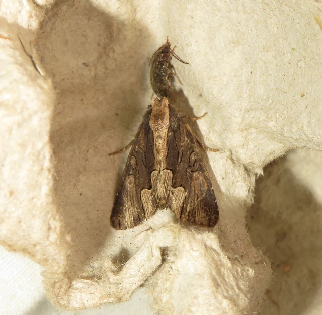 szurokbarna nyáribagoly - Dypterygia scabriuscula