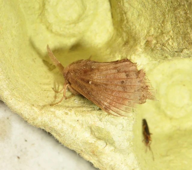 fenyőpohók - Dendrolimus pini