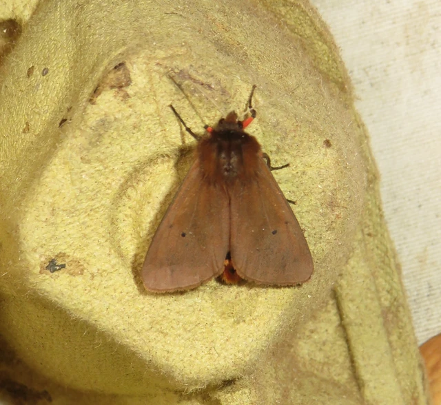 füstös medvelepke - Phragmatobia fuliginosa