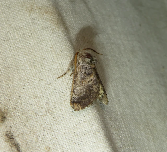 mogyoróbagoly - Colocasia coryli