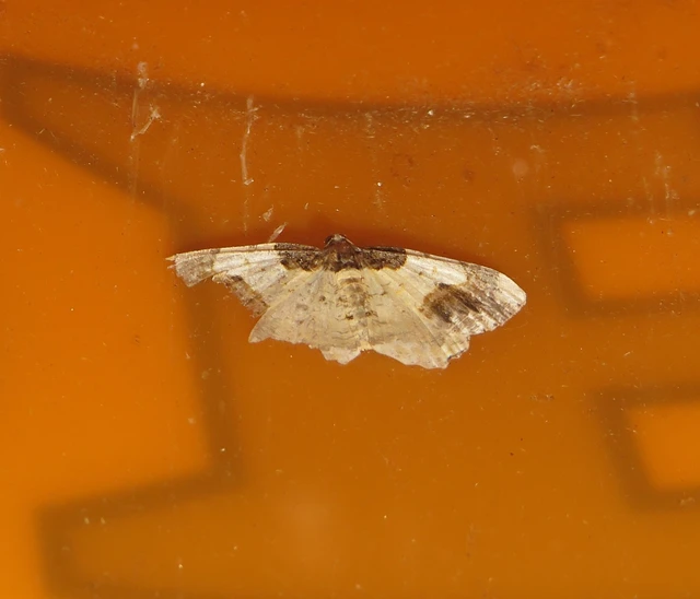 barna levélaraszoló - Ligdia adustata