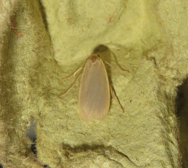 szürke zuzmószövő - Eilema griseola