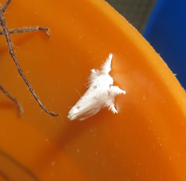 sárgafarú szövő - Sphrageidus similis