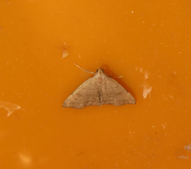 szőröslábú karcsúbagoly - Herminia tarsicrinalis