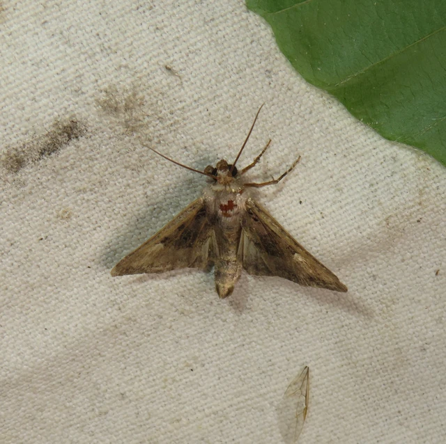 Euplexia lucipara - szeder-csipkésbagoly