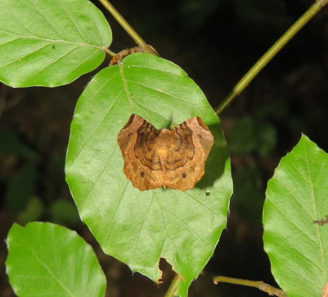 négyfoltos holdasaraszoló - Selenia tetralunaria