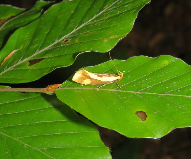 korhadékevő díszmoly - Harpella forficella