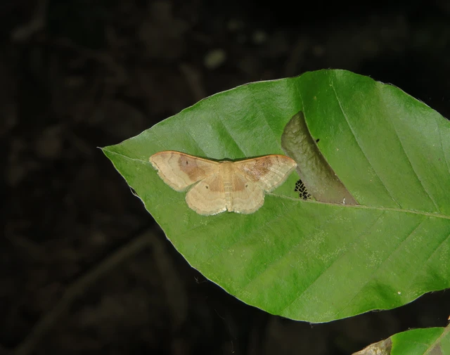 barnasávos araszoló - Idaea degeneraria
