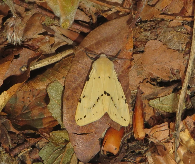 sárgás medvelepke - Spilarctia lutea