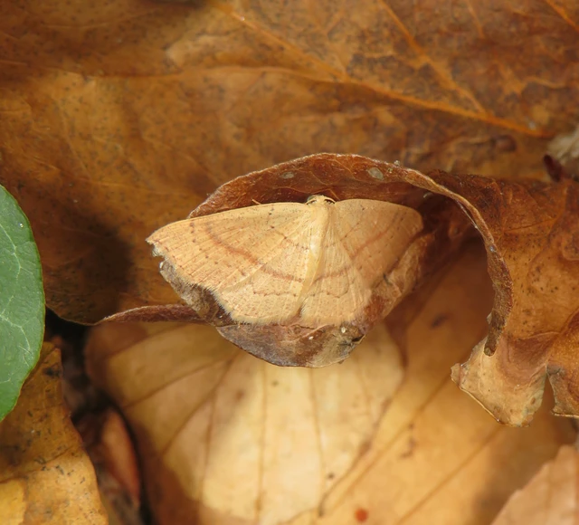vonalas pettyesaraszoló - Cyclophora linearia