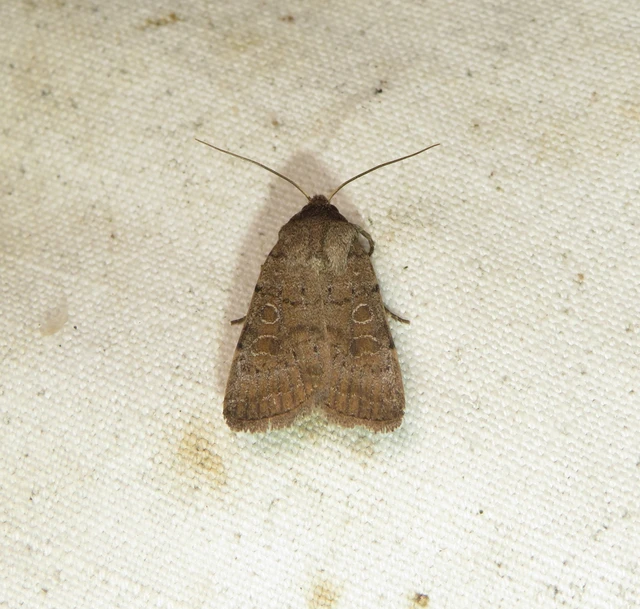 sötét selymesbagoly - Hoplodrina blanda