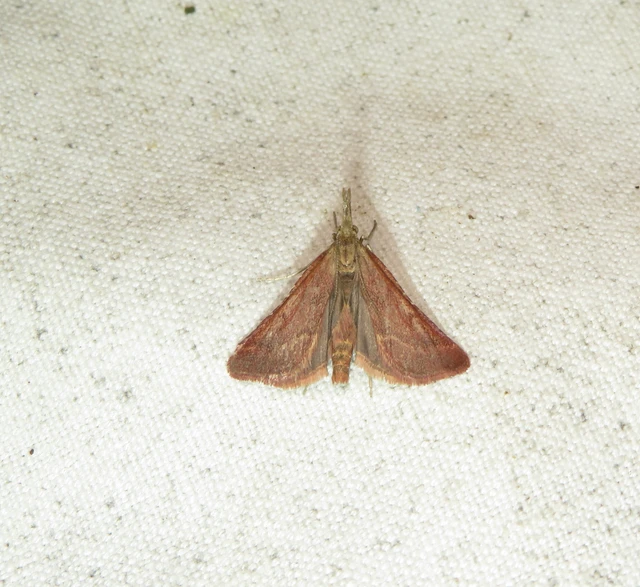 Synaphe punctalis - hosszúlábú fényilonca