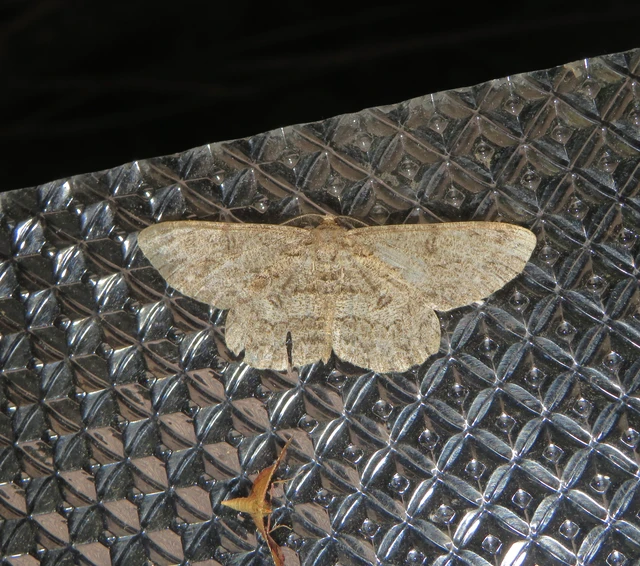 pettyes faaraszoló - Hypomecis punctinalis