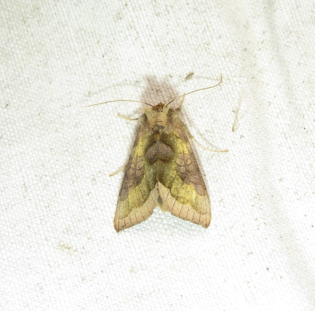 Diachrysia chrysitis - aranybagoly Diachrysia chrysitis - aranybagoly