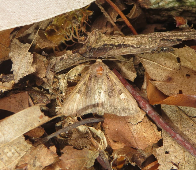 szeder-csipkésbagoly - Euplexia lucipara