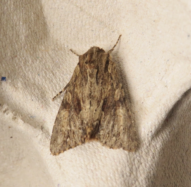 Apamea syriaca tallosi - Tallós dudvabaglya