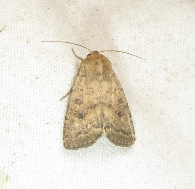 Hoplodrina octogenaria - barna selymesbagoly