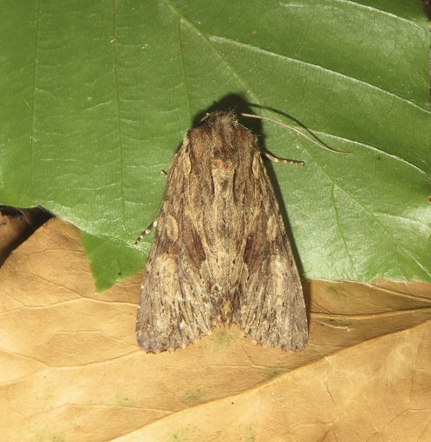 Apamea syriaca tallosi - Tallós dudvabaglya