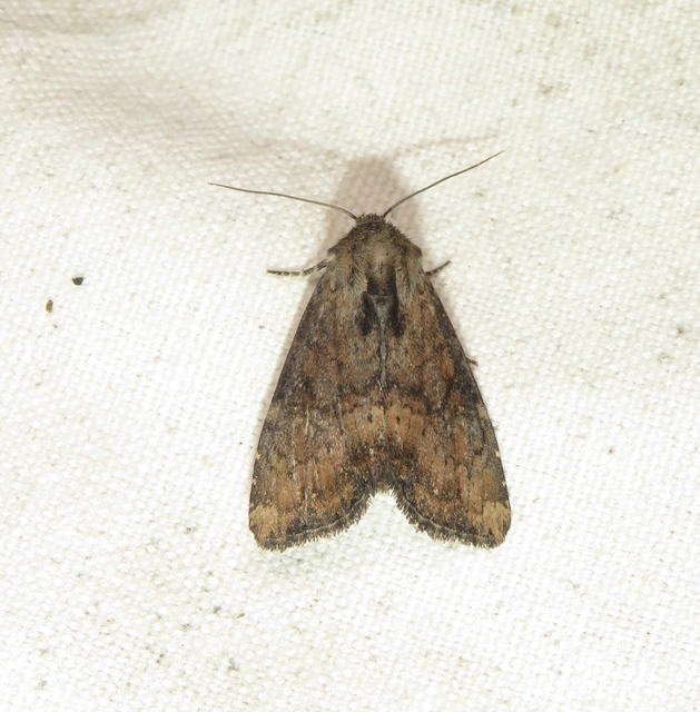 Loscopia scolopacina - csinos dudvabagoly