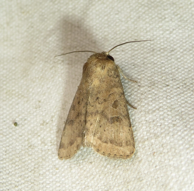 Hoplodrina octogenaria - barna selymesbagoly