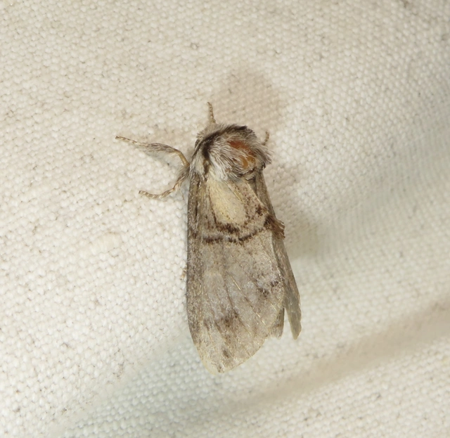 Drymonia velitaris - hegyi púposszövő