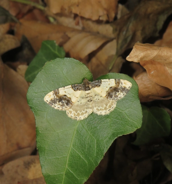 Ligdia adustata - barna levélaraszoló