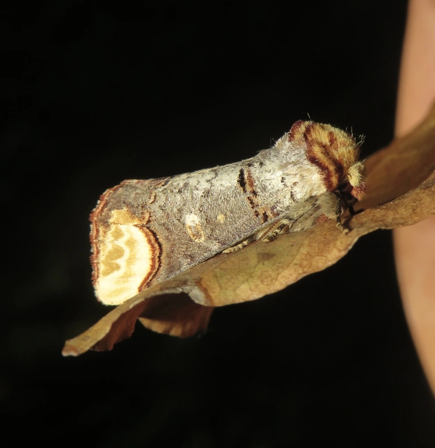 Phalera bucephala - sárgafoltos púposszövő