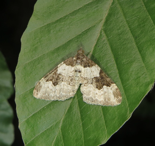 Xanthorhoe fluctuata - közönséges tarkaaraszoló