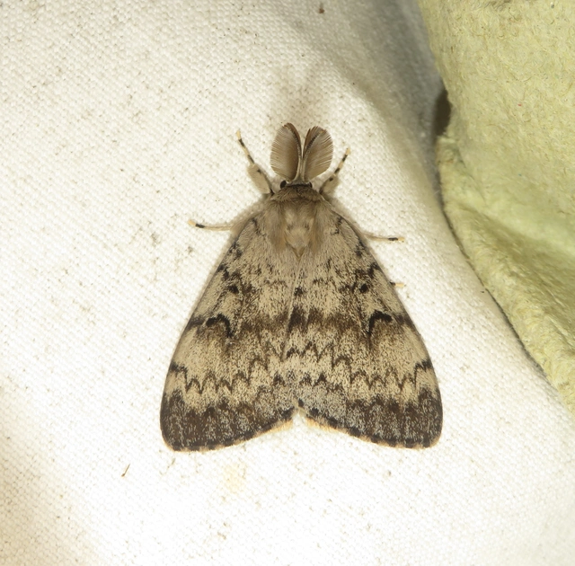 Lymantria dispar - gyapjaslepke
