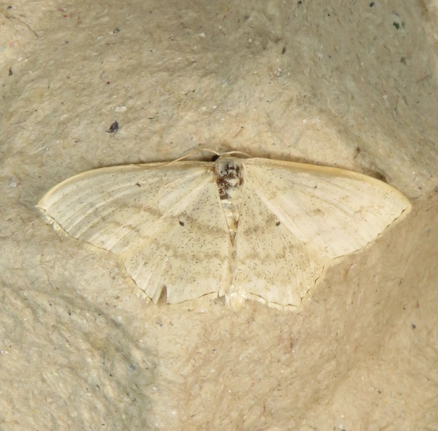 feketepettyes araszoló - Scopula nigropunctata