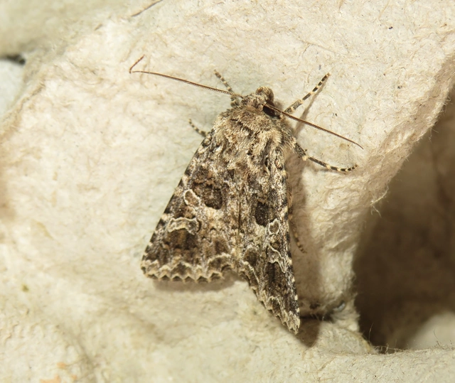 Hadena bicruris/capsincola