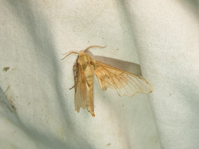 Mimas tiliae - hársfaszender