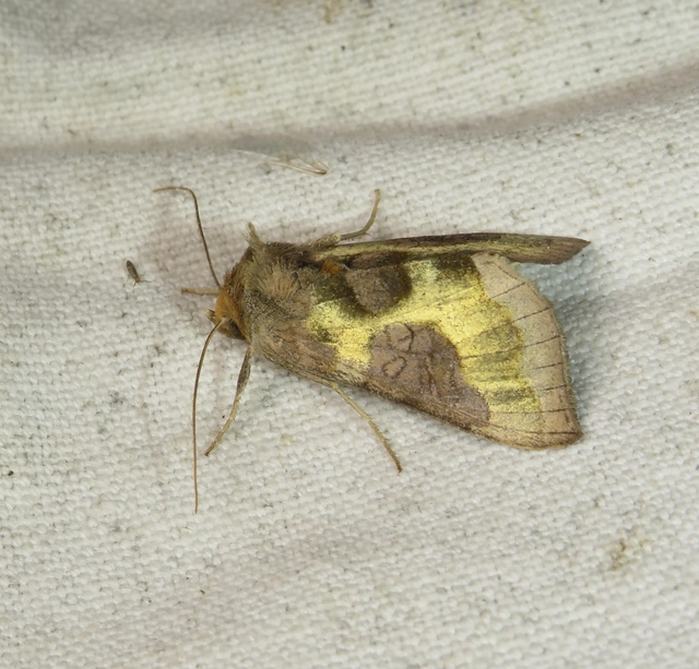 Diachrysia chrysitis - aranybagoly Diachrysia chrysitis - aranybagoly
