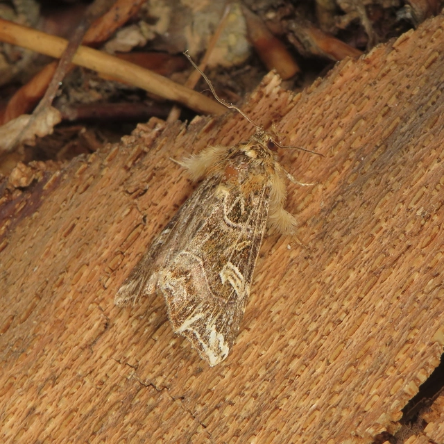 saspáfrány-bíborbagoly - Callopistria juventina