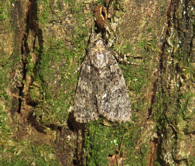 Acronicta rumicis - sóska-szigonyosbagoly Acronicta rumicis - sóska-szigonyosbagoly