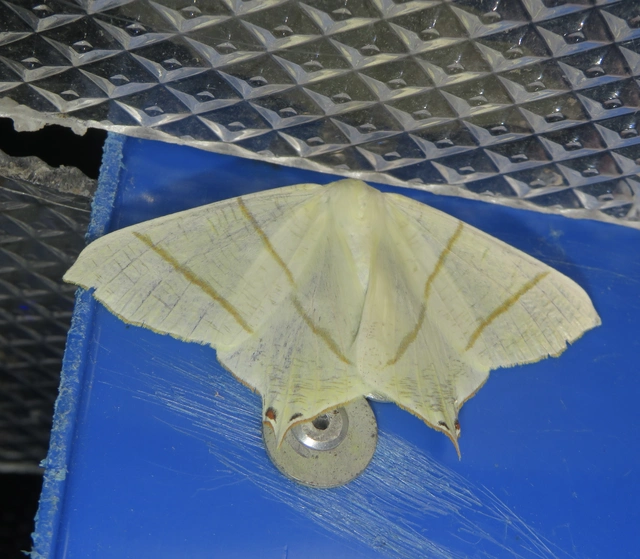 fecskefarkú araszoló - Ourapteryx sambucaria