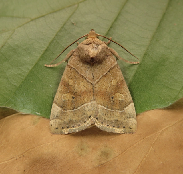 Cosmia trapezina - közönséges lombbagoly