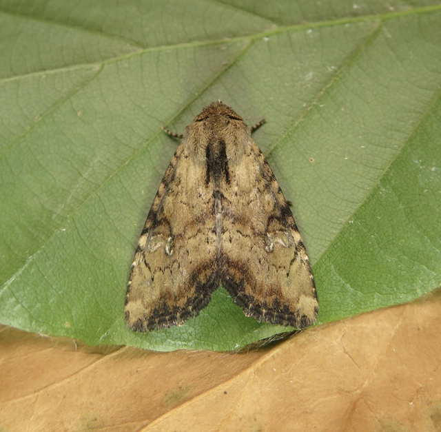 Loscopia scolopacina - csinos dudvabagoly